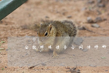 安徽蚌埠债务合同律师哪个好 安徽蚌埠债务合同律师哪个好