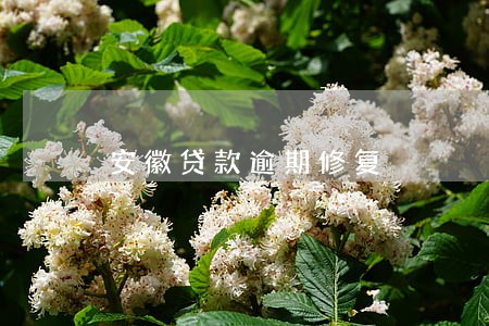 安徽贷款逾期修复 安徽贷款逾期修复