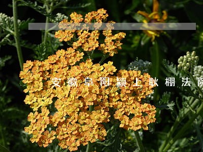 安徽阜阳颍上耿棚法院孩子抚养费 安徽阜阳颍上耿棚法院孩子抚养费