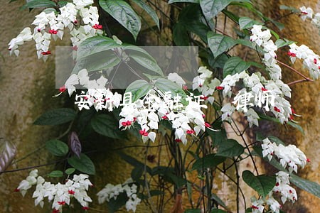 安新县金融证劵律师 安新县金融证劵律师