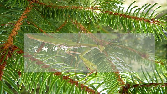 安新律师 安新律师