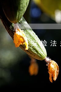 安检法规的特点不包括