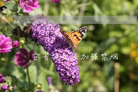 安省将立法加强禁烟 安省将立法加强禁烟
