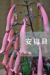 安福县擅长刑事拘留处理律师 安福县擅长刑事拘留处理律师