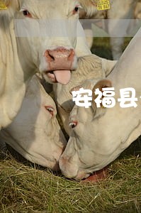 安福县火灾赔偿在线律师