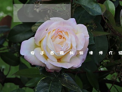 安达合同纠纷律师介绍 安达合同纠纷律师介绍