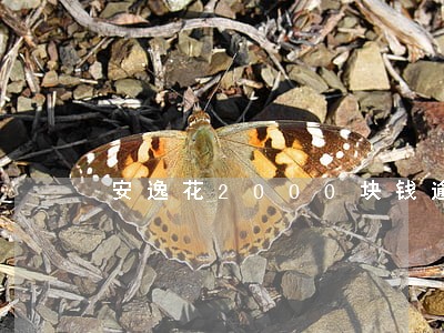 安逸花2000块钱逾期1年 安逸花2000块钱逾期1年