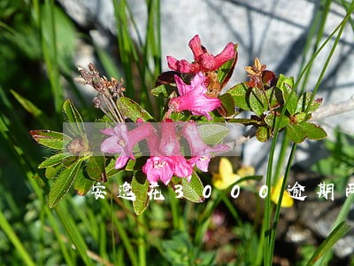安逸花3000逾期两年会上门吗 安逸花3000逾期两年会上门吗