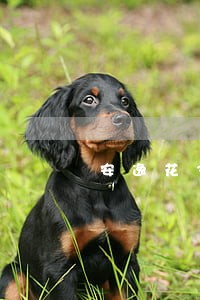 安逸花3千逾期 安逸花3千逾期