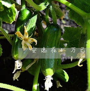 安逸花4万已经逾期 安逸花4万已经逾期