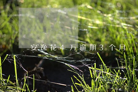 安逸花4万逾期3个月 安逸花4万逾期3个月