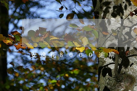 安逸花8000逾期 安逸花8000逾期