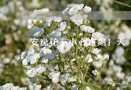 安逸花不小心逾期1天 安逸花不小心逾期1天
