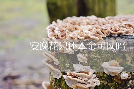 安逸花只还本金可以吗 安逸花只还本金可以吗