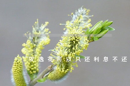 安逸花可以只还利息不还本金吗 安逸花可以只还利息不还本金吗