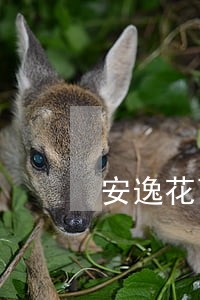 安逸花可以商量只还本金吗