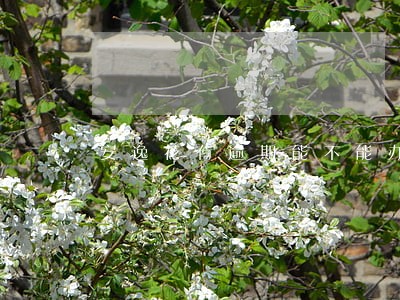 安逸花有逾期能不能办信用卡 安逸花有逾期能不能办信用卡