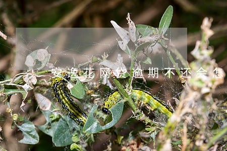 安逸花网贷逾期不还会怎么样 安逸花网贷逾期不还会怎么样