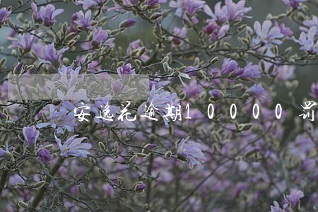 安逸花逾期10000罚款 安逸花逾期10000罚款