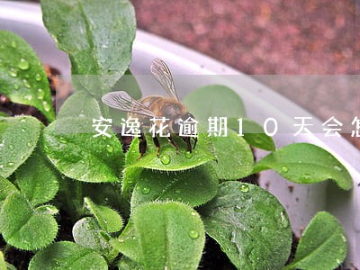 安逸花逾期10天会怎么样 安逸花逾期10天会怎么样