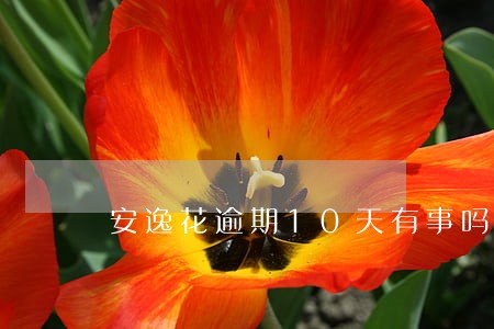 安逸花逾期10天有事吗 安逸花逾期10天有事吗