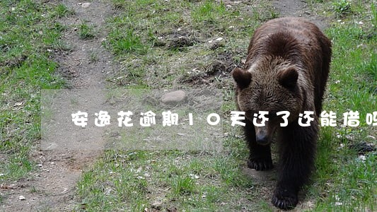 安逸花逾期10天还了还能借吗 安逸花逾期10天还了还能借吗