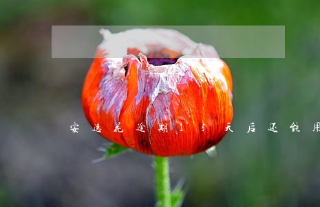 安逸花逾期15天后还能用吗
