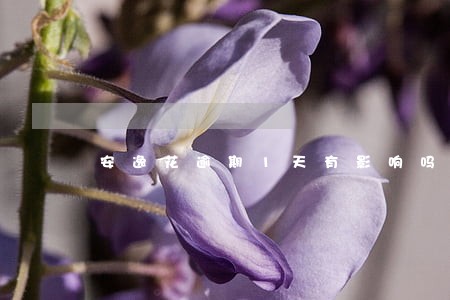 安逸花逾期1天有影响吗 安逸花逾期1天有影响吗