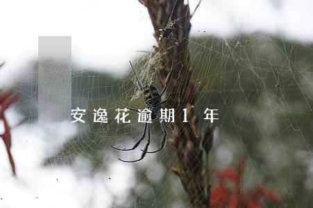 安逸花逾期1年 安逸花逾期1年