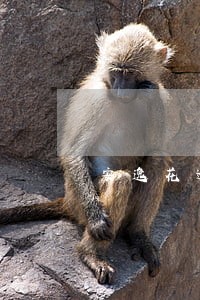 安逸花逾期28天 安逸花逾期28天