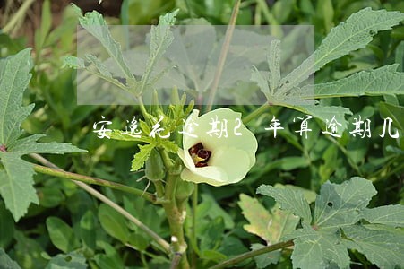 安逸花逾期2年算逾期几次 安逸花逾期2年算逾期几次