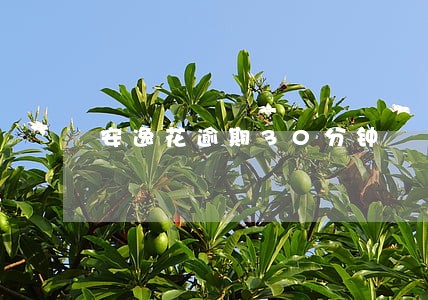安逸花逾期30分钟 安逸花逾期30分钟