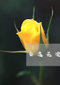 安逸花逾期3天会打电话 安逸花逾期3天会打电话