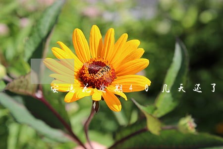安逸花逾期40几天还了会怎样 安逸花逾期40几天还了会怎样