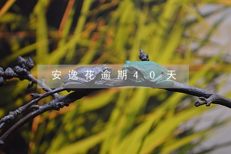 安逸花逾期40天 安逸花逾期40天