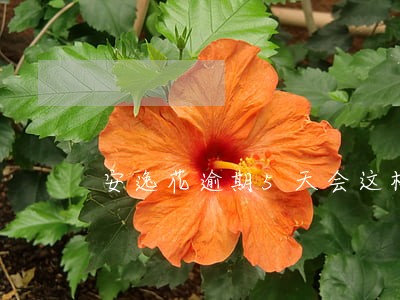 安逸花逾期5天会这样 安逸花逾期5天会这样