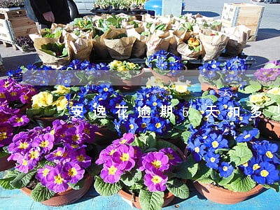 安逸花逾期5天扣多少钱 安逸花逾期5天扣多少钱