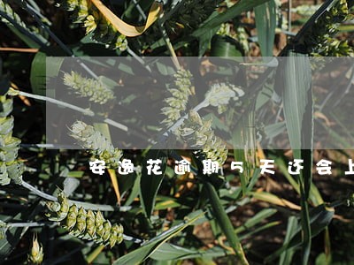 安逸花逾期5天还会上征信吗 安逸花逾期5天还会上征信吗