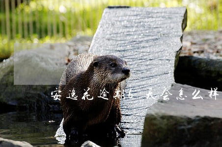 安逸花逾期6天会怎么样 安逸花逾期6天会怎么样