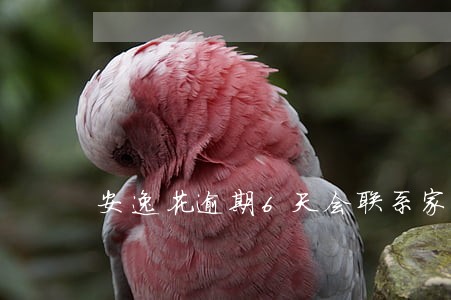 安逸花逾期6天会联系家人吗 安逸花逾期6天会联系家人吗