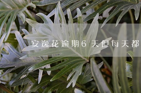 安逸花逾期6天但每天都有还款 安逸花逾期6天但每天都有还款