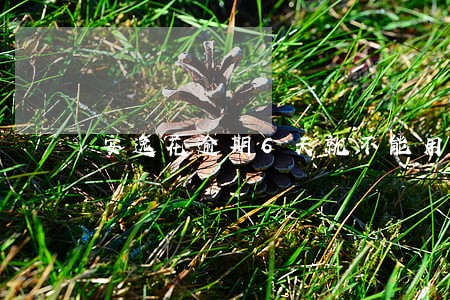 安逸花逾期6天就不能用吗 安逸花逾期6天就不能用吗