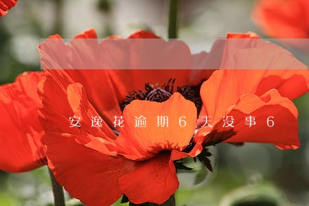 安逸花逾期6天没事6 安逸花逾期6天没事6