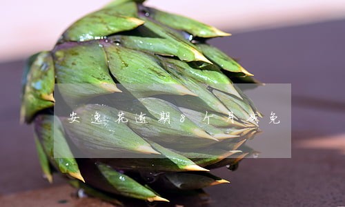 安逸花逾期8个月减免 安逸花逾期8个月减免