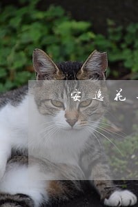 安逸花逾期9天了 安逸花逾期9天了