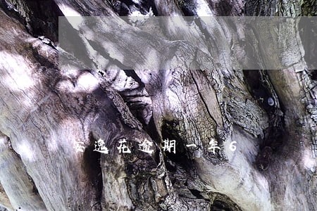安逸花逾期一年6 安逸花逾期一年6