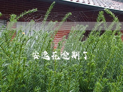 安逸花逾期了 安逸花逾期了