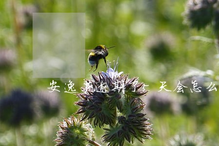 安逸花逾期了5天会怎么样 安逸花逾期了5天会怎么样