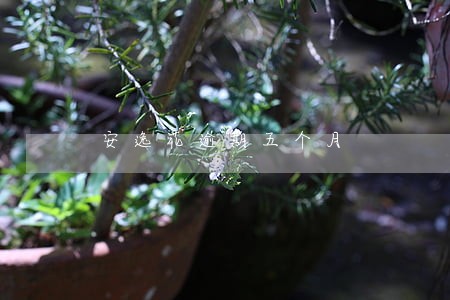 安逸花逾期五个月