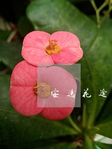安逸花逾期半年的有没6 安逸花逾期半年的有没6